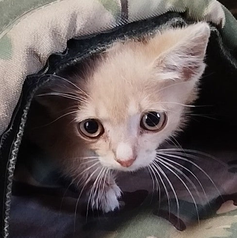 Support our rescue pets in Ukraine!