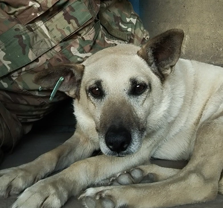 Support our rescue pets in Ukraine!